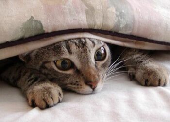 Comment se manifeste le stress chez le chat ?