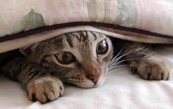 Comment se manifeste le stress chez le chat ?