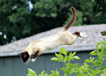 Comment se manifeste le stress chez le chat ?