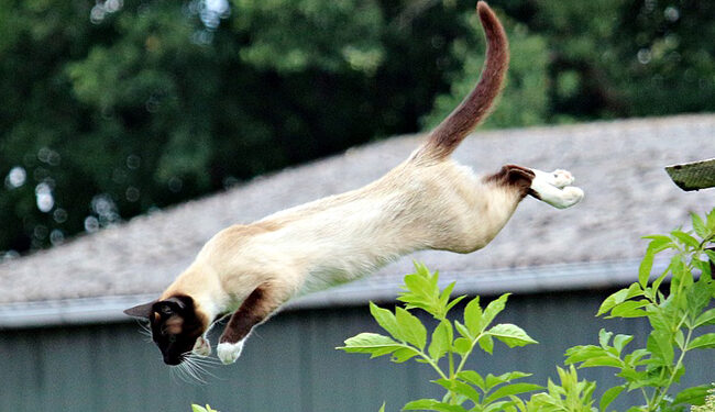 Comment se manifeste le stress chez le chat ?