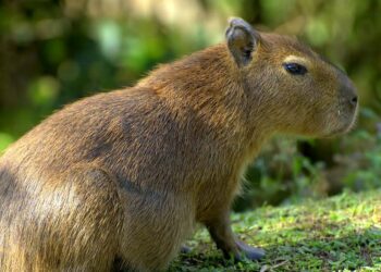 Comment se nomme le plus gros rongeur du monde ?