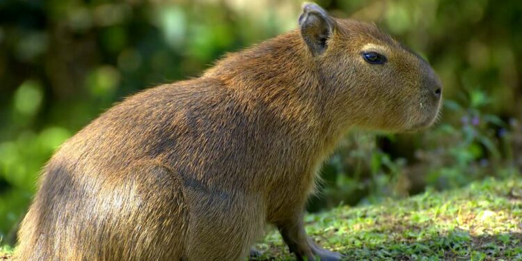Comment se nomme le plus gros rongeur du monde ?