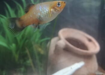 Comment se nourrissent les bébé poisson ?