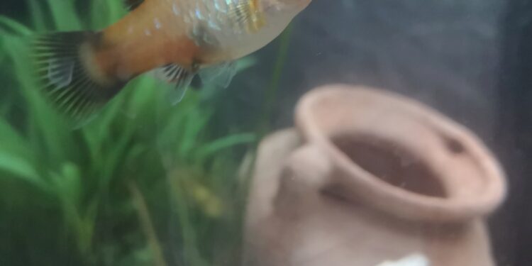 Comment se nourrissent les bébé poisson ?