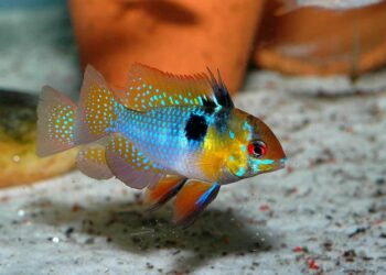 Comment se nourrissent les poissons ?