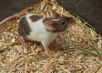 Comment se nourrit la souris ?