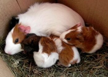 Comment se passe l'accouchement d'un cochon d'Inde ?