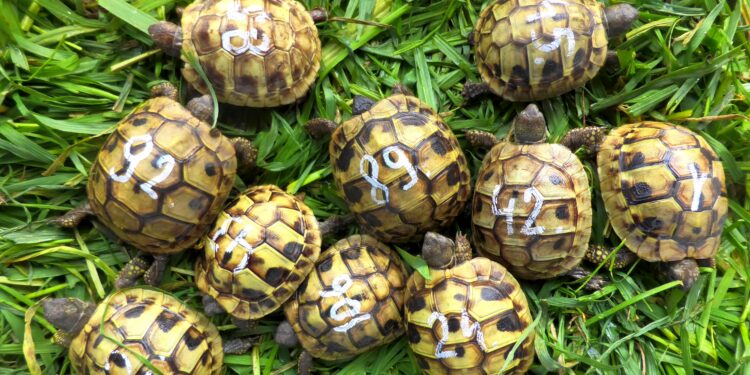 Comment se procurer une tortue de terre ?