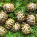 Comment se procurer une tortue de terre ?