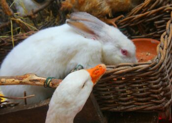 Comment se tailler les dents ?