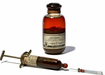 Comment secourir une personne mordu par un serpent ?