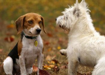 Comment s'écrit l'aboiement d'un chien ?