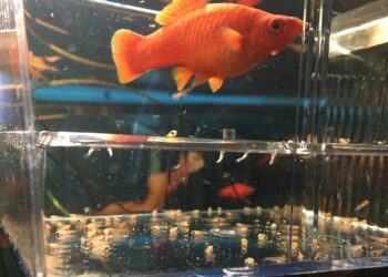 Comment s'occuper de bébé poissons ?