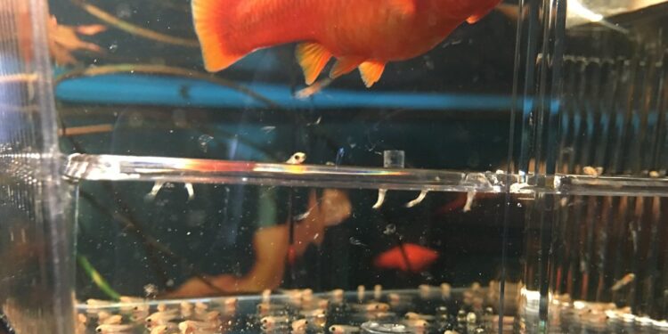 Comment s'occuper de bébé poissons ?