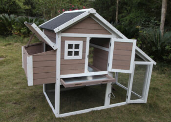 Comment s'occuper de deux poules ?