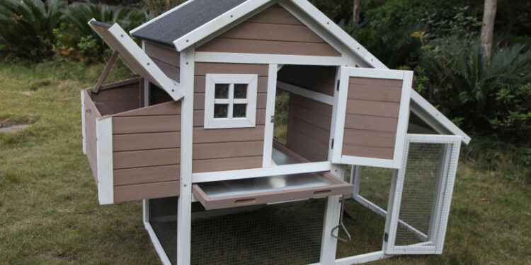 Comment s'occuper de deux poules ?