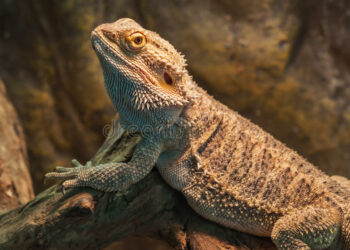 Comment s'occuper d'un Dragon ?