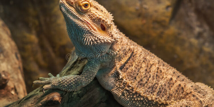 Comment s'occuper d'un Dragon ?