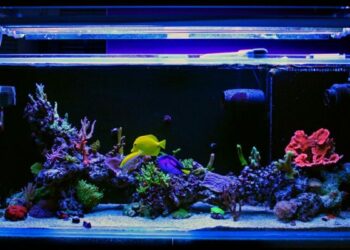 Comment s'occuper d'un aquarium d'eau de mer ?