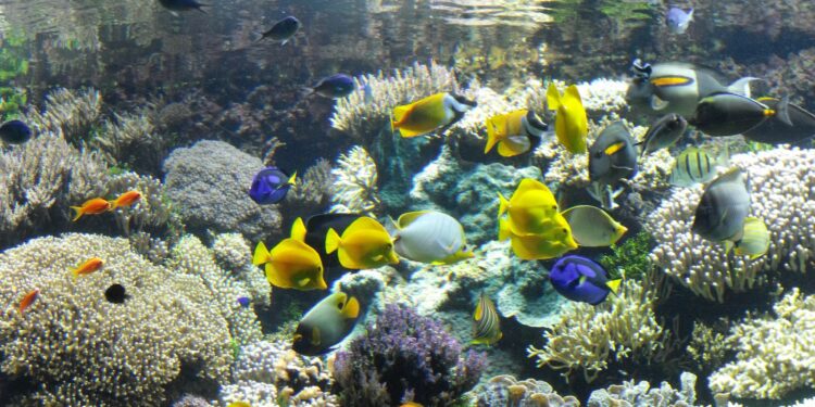 Comment s'occuper d'un aquarium d'eau de mer ?