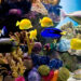Comment s'occuper d'un aquarium d'eau de mer ?