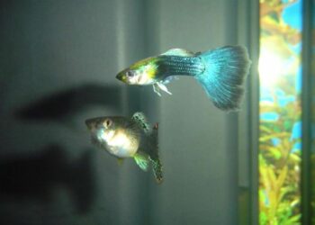 Comment s'occuper d'un bébé guppy ?