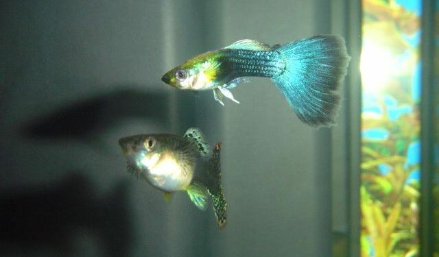 Comment s'occuper d'un bébé guppy ?