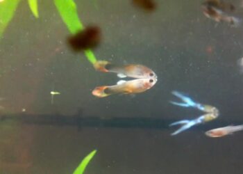 Comment soccuper dun bébé poisson ?