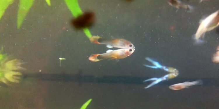 Comment soccuper dun bébé poisson ?