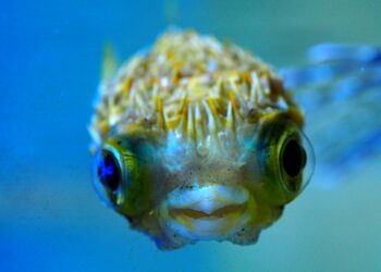 Comment s'occuper d'un bébé poisson ?