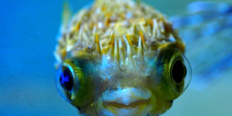 Comment s'occuper d'un bébé poisson ?