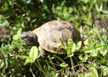 Comment s'occuper d'un bébé tortue de terre ?