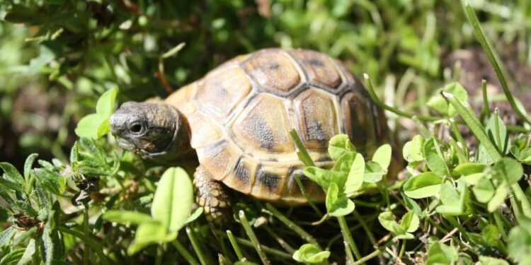 Comment s'occuper d'un bébé tortue de terre ?