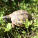 Comment s'occuper d'un bébé tortue de terre ?