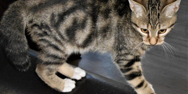 Comment s'occuper d'un chat de 3 mois ?