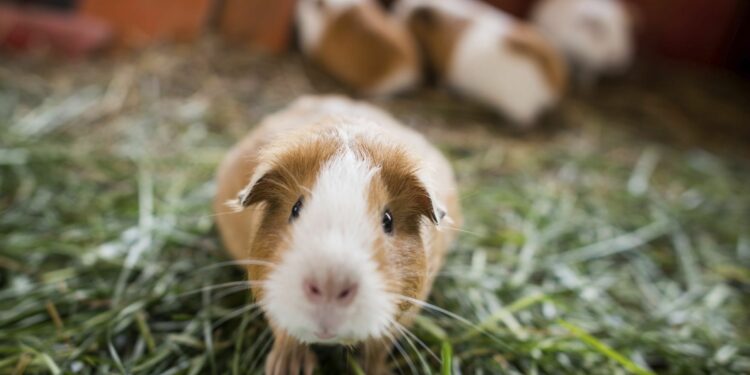 Comment s'occuper d'un cochon d'Inde enceinte ?