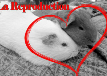 Comment s'occuper d'un cochon d'Inde enceinte ?