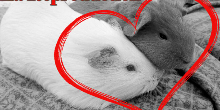 Comment s'occuper d'un cochon d'Inde enceinte ?