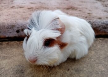 Comment s'occuper d'un cochon d'Inde enceinte ?