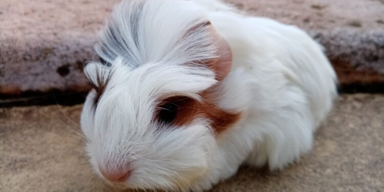 Comment s'occuper d'un cochon d'Inde enceinte ?