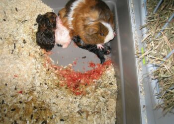 Comment s'occuper d'un cochon d'Inde enceinte ?