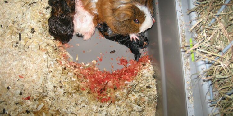 Comment s'occuper d'un cochon d'Inde enceinte ?