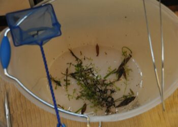 Comment s'occuper d'un combattant ?