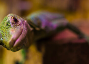 Comment s'occuper d'un lézard de jardin ?