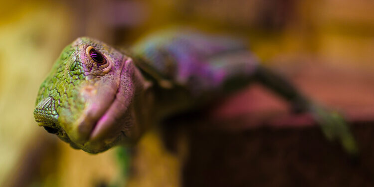 Comment s'occuper d'un lézard de jardin ?