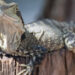 Comment s'occuper d'un lézard de jardin ?