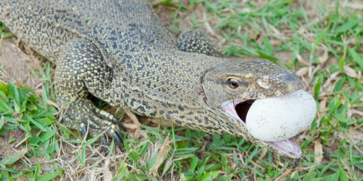 Comment s'occuper d'un lézard de jardin ?