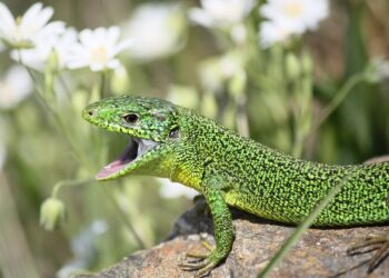 Comment s'occuper d'un lézard vert ?