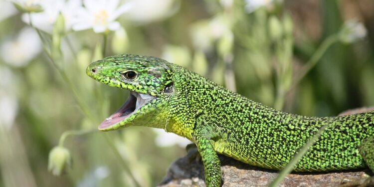 Comment s'occuper d'un lézard vert ?