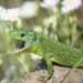 Comment s'occuper d'un lézard vert ?